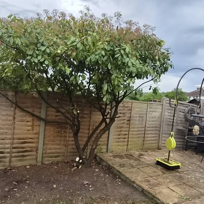 Tree and shrub maintenance in a garden